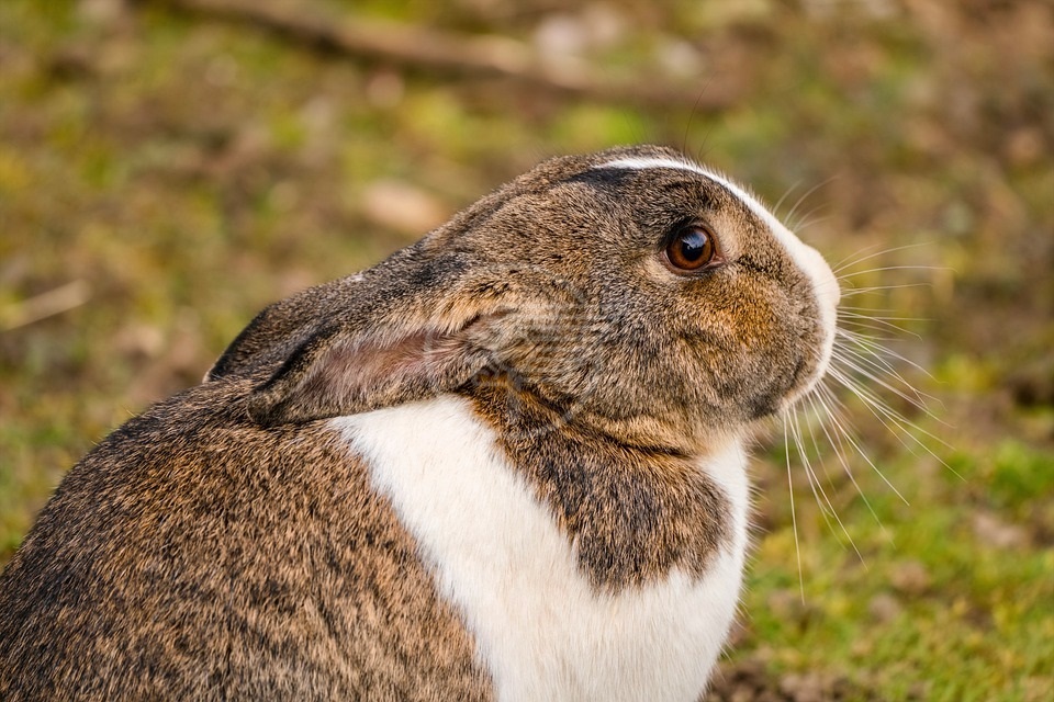 Benessere animale: per i conigli ci sono i recinti, non potendo vivere a  terra