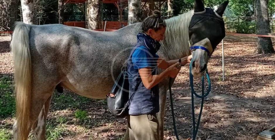 La seconda vita di Zeus, cavallo cieco ora "maestro" per Ippogrifo e Luce sul Mare La seconda vita di Zeus, cavallo cieco ora "maestro" per Ippogrifo e Luce sul Mare