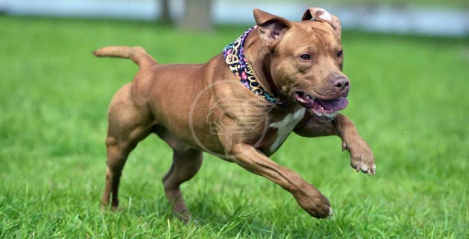 Aggressioni canine: una questione di socializzazione e prevenzione Aggressioni canine: una questione di socializzazione e prevenzione